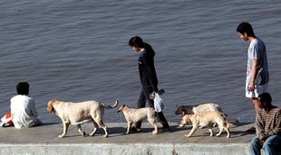 britain pet law