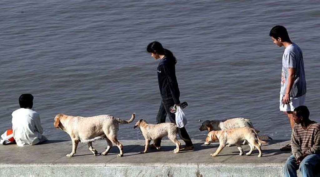 britain pet law