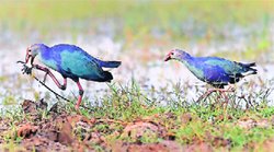 बढ़ता तापमान : पक्षियों के आकार में होता बदलाव