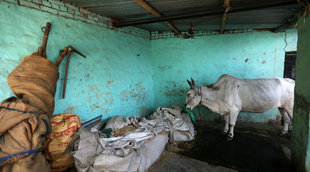 cow, india news, national news