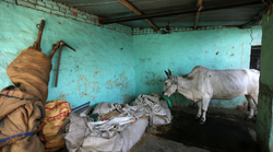 गाय ही एक ऐसा पशु है जो ऑक्सीजन लेती और छोड़ती है: इलाहाबाद HC की टिप्पणी