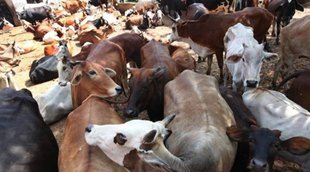 cow, UP