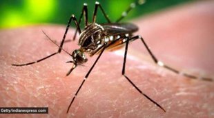dengue, dengue symptoms, dengue treatment