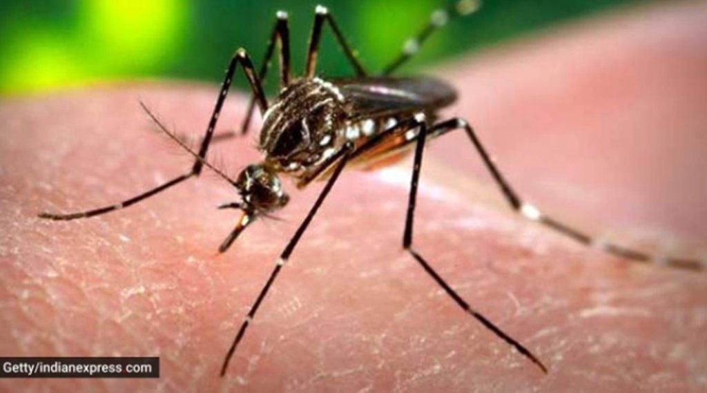 dengue, dengue symptoms, dengue treatment