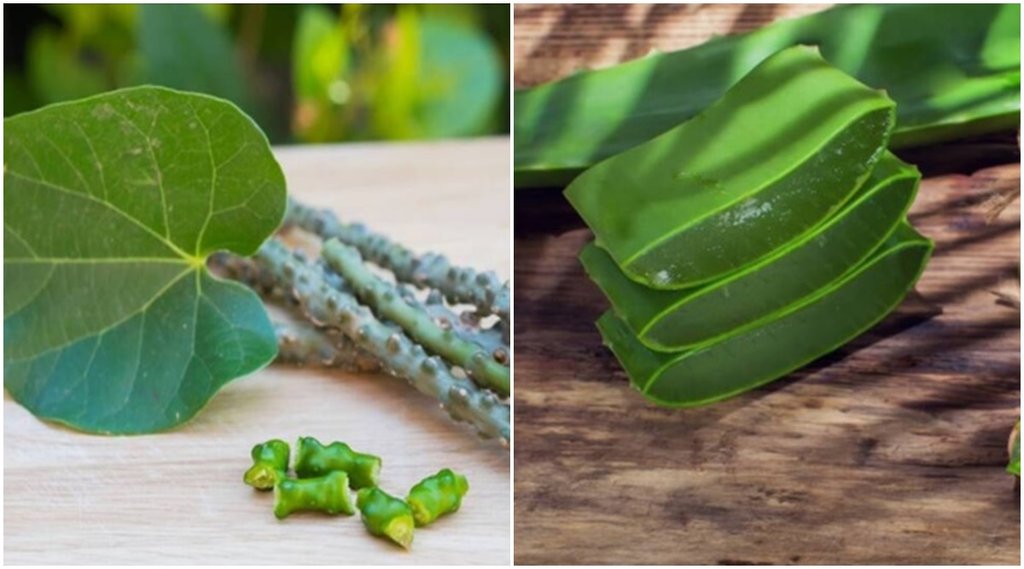 giloy, aloe vera, ayurvedic tips to increase platelets