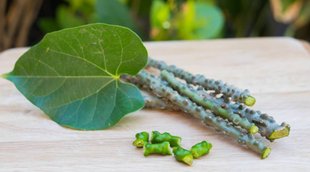 Health News, Giloy, Diabetes