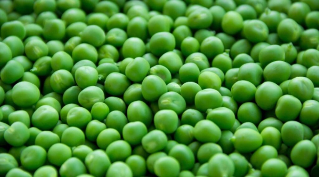 Lifestyle, Adulteration of Peas, lifestyle news