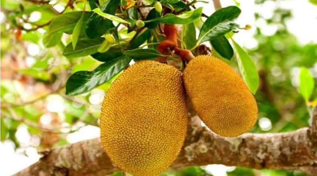 Blood Sugar, Jackfruit Flour,