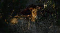 ग्वालियर के महाराजा ने किया था 1400 से ज्यादा शेरों का शिकार, भरतपुर के महाराजा ने भी बना दिया था अनूठा रिकॉर्ड- किताब में दर्ज हैं कहानियां