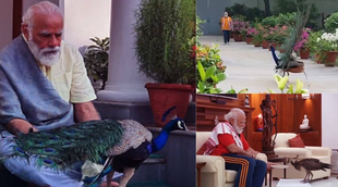 narendra modi, peacock, india news