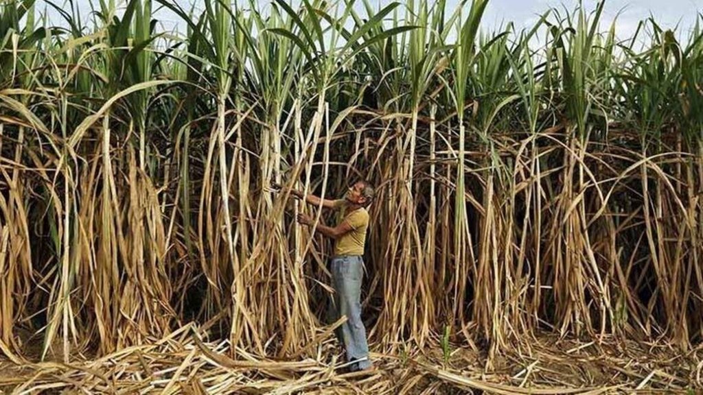 उत्तरप्रदेश की योगी सरकार ने गन्ने का समर्थन मूल्य 325 रुपए से बढ़ाकर 350 रुपए करने का ऐलान किया है।