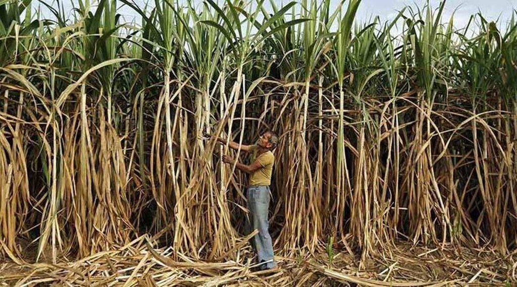 agriculture