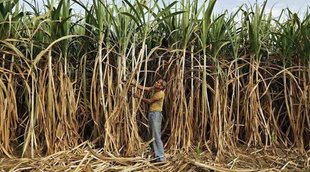 agriculture