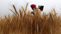 PM Kisan: कहीं इस वजह से तो रोक दी गई आपकी भी किस्त? जानें- वजह और समस्या के हल का तरीका