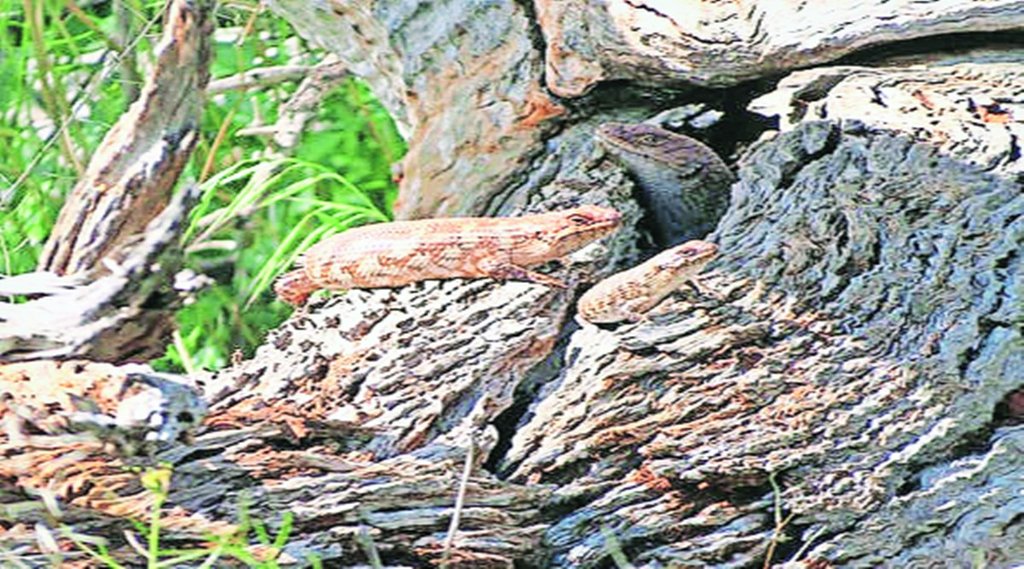 10 लाख लुप्तप्राय प्रजातियों पर शोध किए गए।