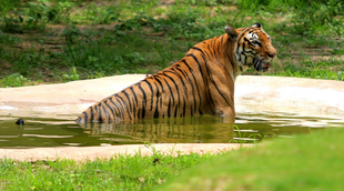 tiger, dudhwa national park, state news
