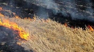 crop burning