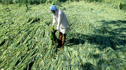 PM Kisan App पर नए रजिस्ट्रेशन से स्टेटस तक चेक कर सकते हैं किसान, जानें- और क्या मिलती है सुविधाएं
