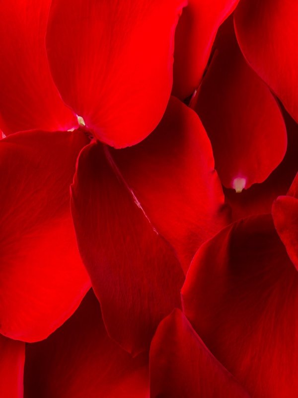 Love composition. Studio shot.