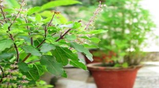 tulsi, vastu tips, vastu tips in hindi
