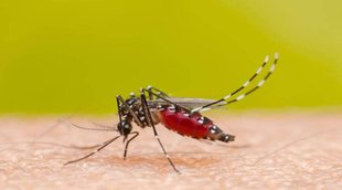 Dengue, Dengue News, Health News