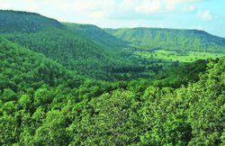 मध्य प्रदेश : जंगल बचेगा या मिलेंगे 3.42 करोड़ कैरट हीरे