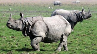 IRCTC, Indian Railway, Kaziranga National Park