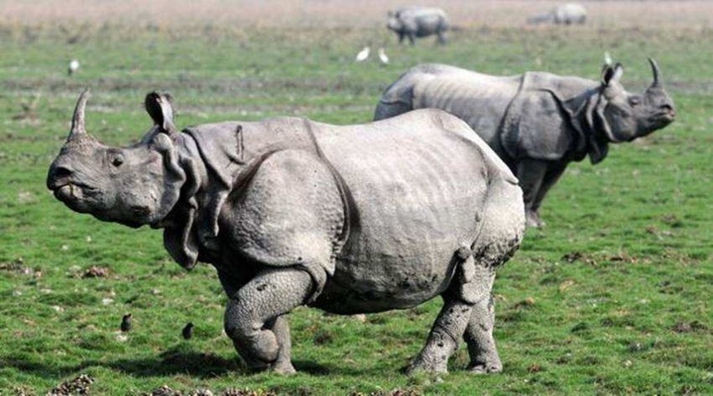 IRCTC, Indian Railway, Kaziranga National Park