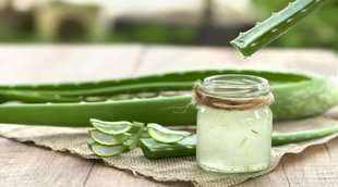 control blood sugar, blood sugar level, blood sugar, aloe vera juice, aloe vera, diabetes, एलोवेरा, घृतकुमारी, ग्वारपाठा, डायबिटीज, ब्लड शुगर