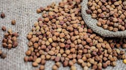 सर्दियों के मौसम में इस तरह करें चने का सेवन, बाबा रामदेव ने बताया; ब्लड शुगर लेवल रहता है काबू में