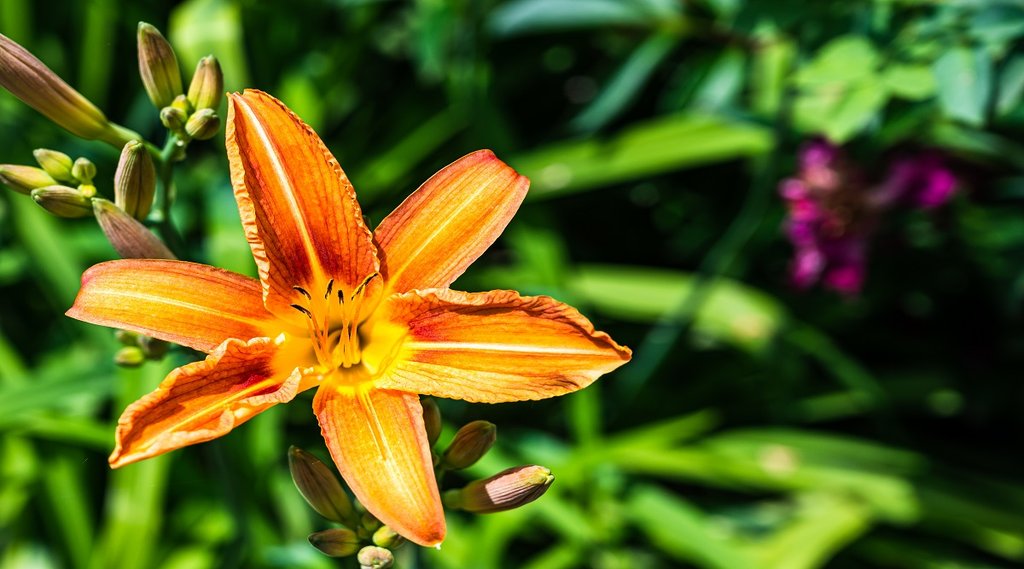 Closeup shot of lower in a garden on a blurred background