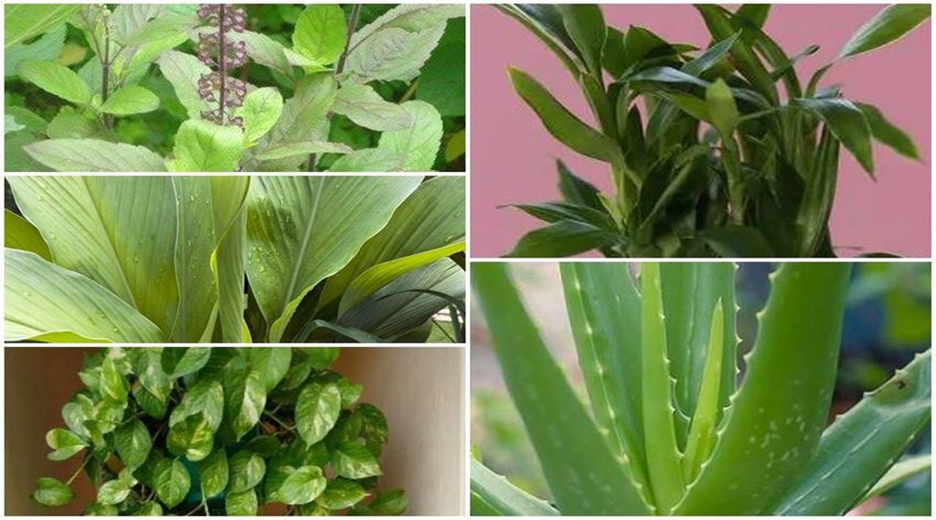 vastu tips for home, vastu sahstra, plant for home, vastu tips for office, vastu tips for plant