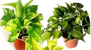 Money Plant, Vastu Tips, Vastu Shastra