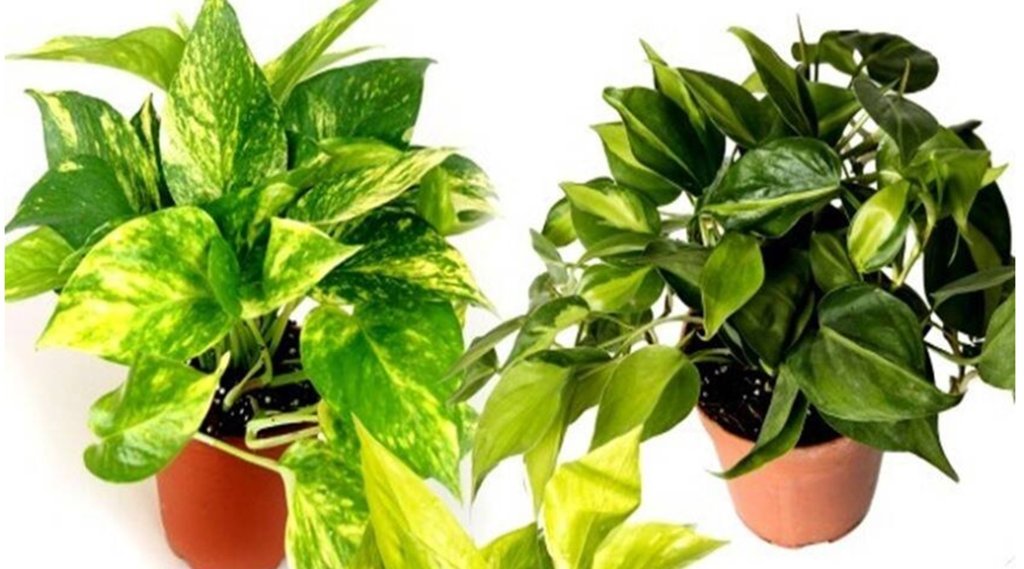 Money Plant, Vastu Tips, Vastu Shastra