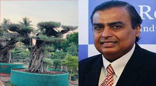 mukesh ambani olive tree, Mukesh ambani