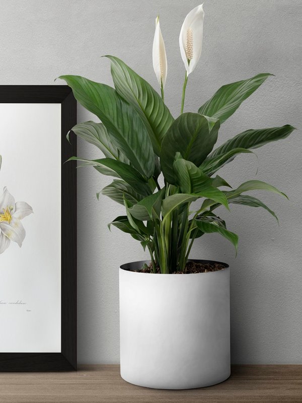 Dark modern picture frame on a shelf with plants