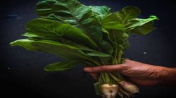 डायबिटीज के मरीजों के लिए किसी रामबाण से कम नहीं है मूली के पत्ते, काबू में रहता है Blood Sugar Level