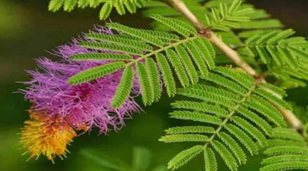 vastu tips, plant vastu tips, vastu shastra, vastu ke upay, shami plant, lucky plant,