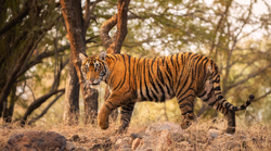 सैलानियों के लिए खुला कतर्नियाघाट अभयारण्यः “थारू थाली” का मिलेगा आनंद, जानें- और क्या है खास?