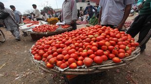 Tomato Price