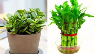 Vastu Tips, Vastu Shastra, Religion News