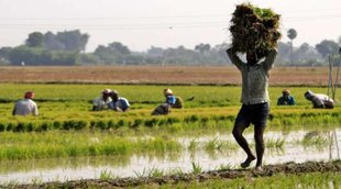 Pradhan Mantri Fasal Bima Yojana, Farmers, Prime Minister Modi,