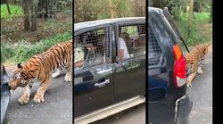 बाघ ने दांतो से पीछे खींच ली SUV, आनंद महिंद्रा ने वीडियो शेयर कर कही यह बात