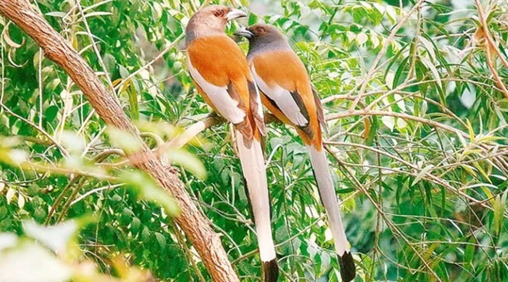 कुदरत के मुखर प्रवक्ता
