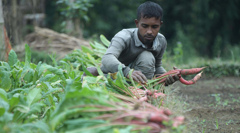 pm kisan, farmer, utility news