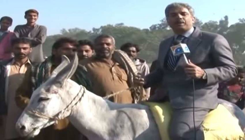 पाकिस्तान के एक रिपोर्टर गधों की आबादी पर रिपोर्टिंग के दौरान खुद गधे पर बैठे नजर आए थे। इस रिपोर्टिंग का जमकर माखौल उड़ा था।