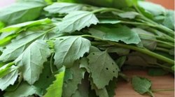 डायबिटीज के मरीजों के लिए फायदेमंद है बथुए का सेवन, कंट्रोल में रहता है High Blood Sugar Level