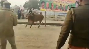 bull enter in cm yogi program