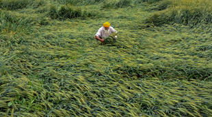 farmer, farm waiver scheme, punjab