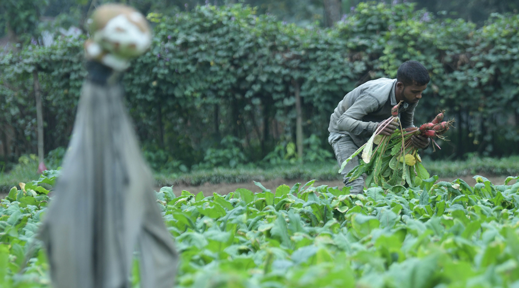 pm kisan, farmer, utility news
